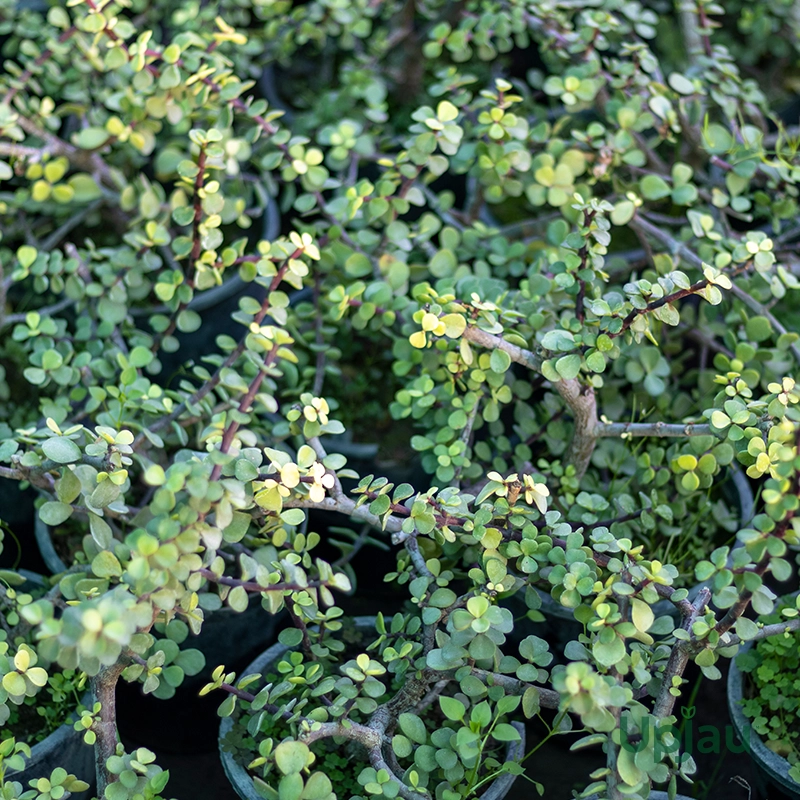 Jade Plant /Elephant Bush - Image 2