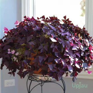Oxalis Triangularis Purple Shamrock Bulbs