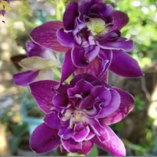 Shop Orchid Dendrobium Betty Rose Purple