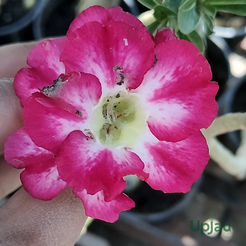 Adenium Kangana Grafted (Triple Petal Dark Pink)