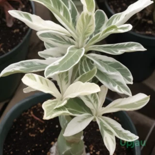 Variegated Adenium Deepika Grafted