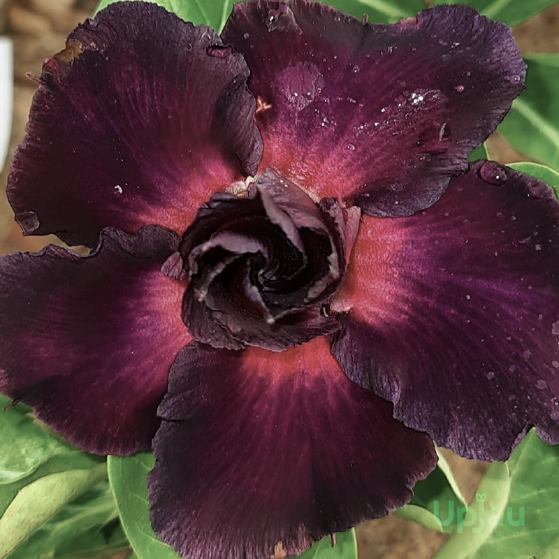 Adenium Double Petal Hot Violet Black Plant