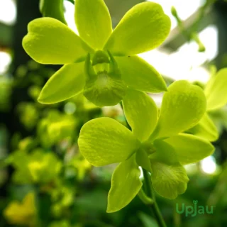 Dendrobium Aridang Green Orchid