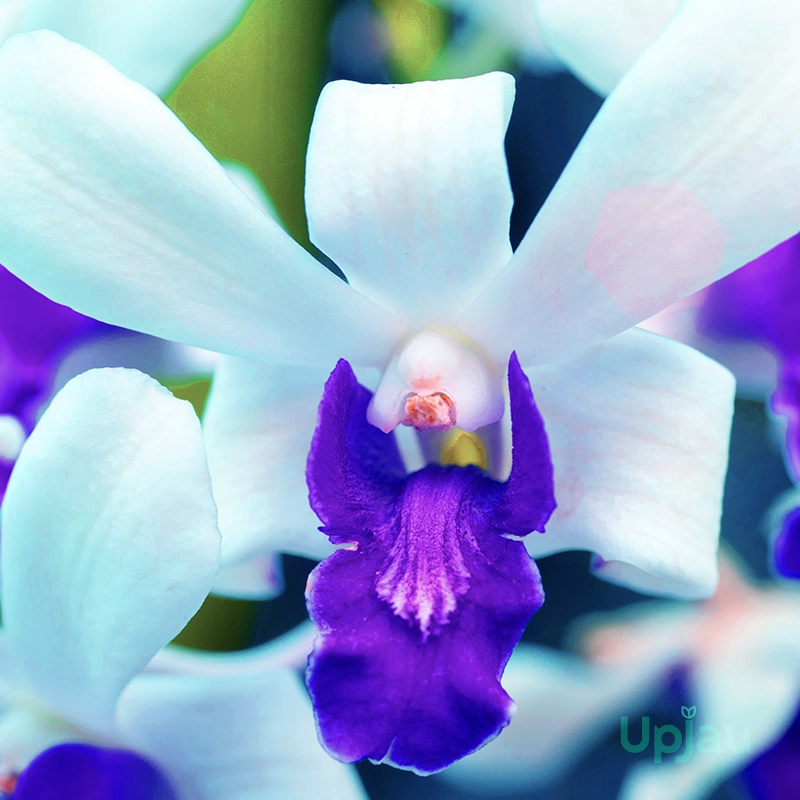 Orchid Dendrobium Woon Leng Chao Phraya - Image 2