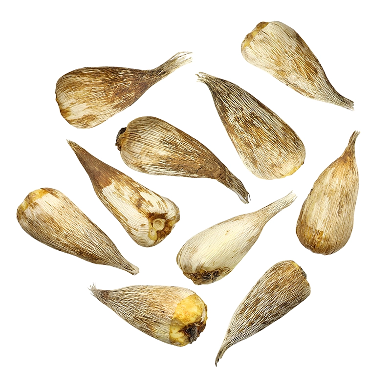 freesia-bulb-mix-colour