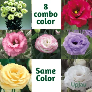 Lisianthus/Eustoma Combo Plant Sapling (8pcs)