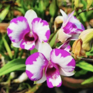 Orchid Dendrobium Airy Lovely Splash