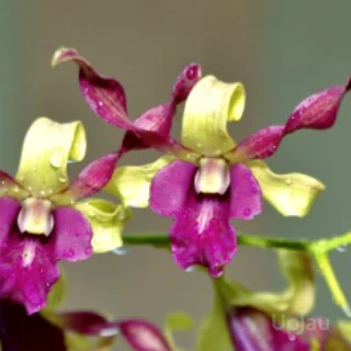 Orchid Dendrobium Carol Plant