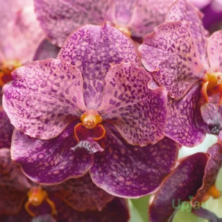Orchid Vanda V. Kulwadee Fragrance Black