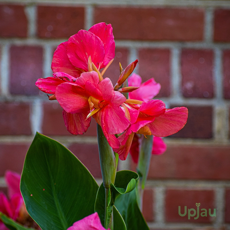 pink-canna-lily-flower-bloom