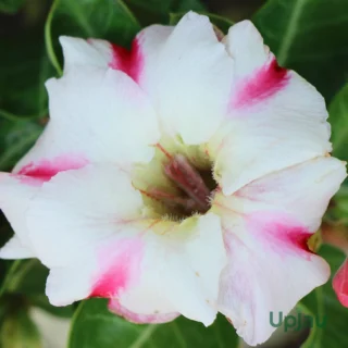Single Petal Pink White Adenium Plant