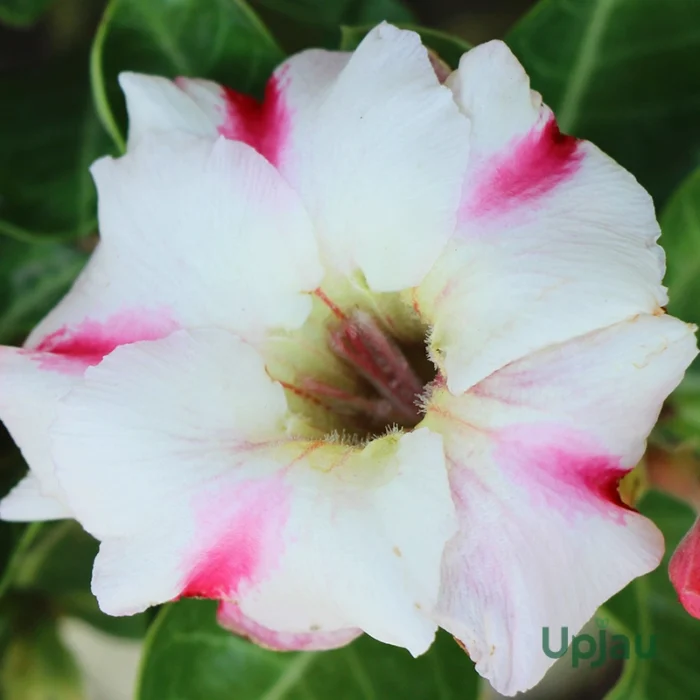 Single Petal Pink White Adenium Plant
