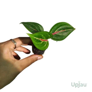 Aglaonema Star Shining Plant