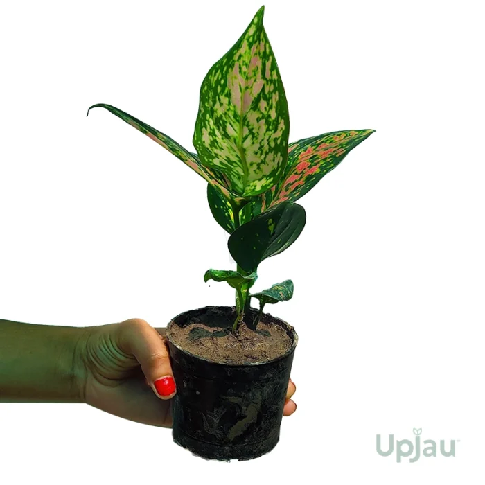 Aglaonema China Valentine plant