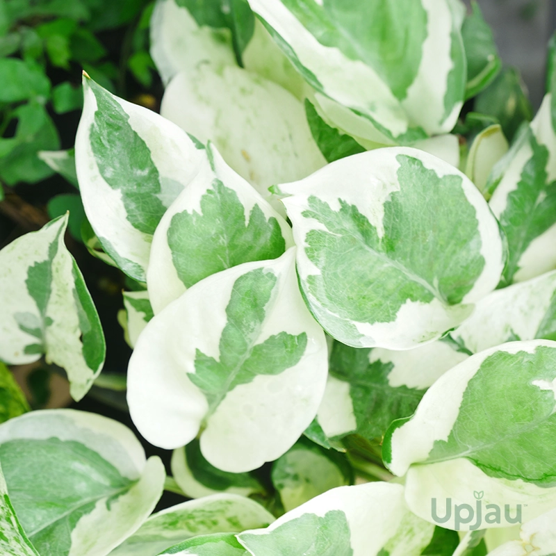 Enjoy Money Plant / Pothos - Image 2
