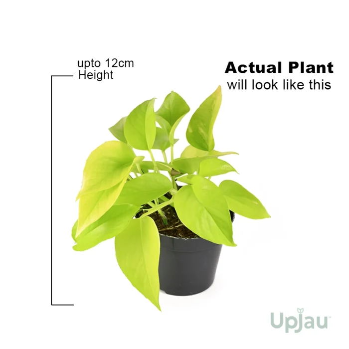 Golden Money Plant / Pothos