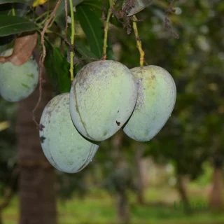 All Time Sweet / Baramasi / Katimon Mango Plant