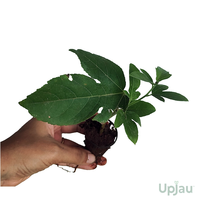 Krishna Kamal / Rakhi Bel - Blue Passion Flower Sapling - Image 3