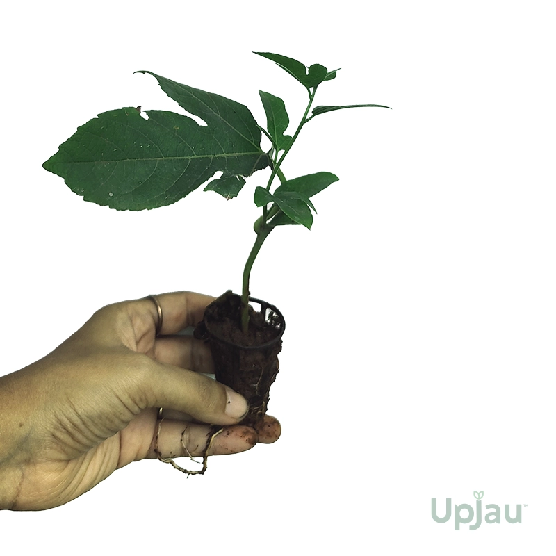 Krishna Kamal / Rakhi Bel - Blue Passion Flower Sapling - Image 2