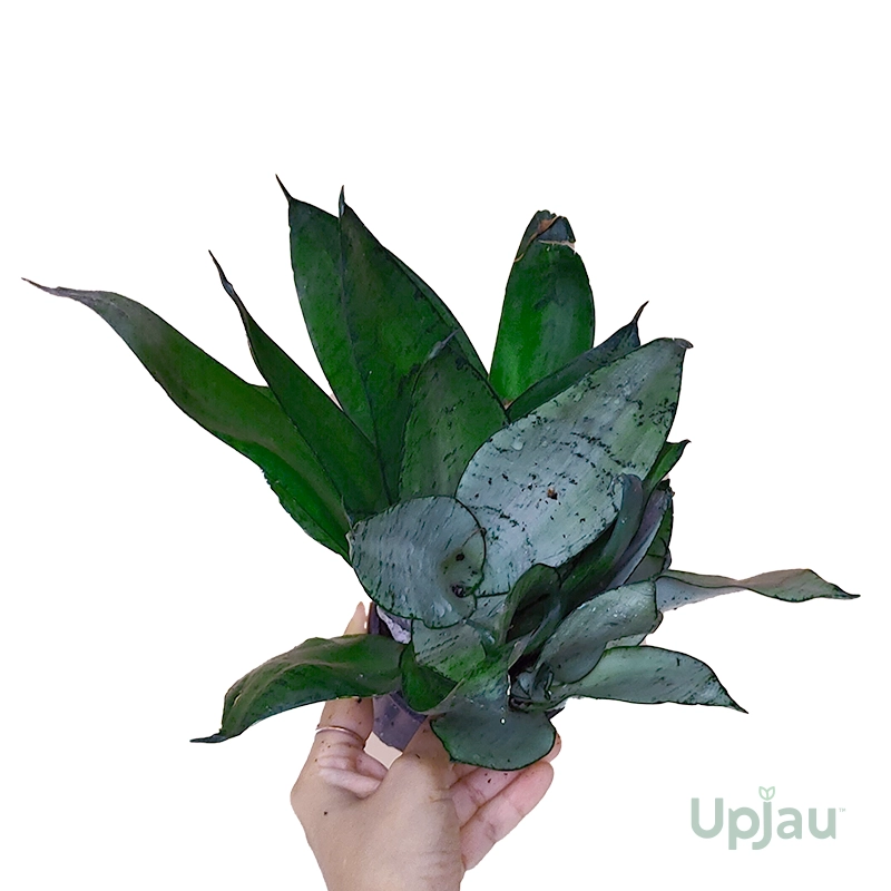 Combo of 3 Air Purifier Plant - Image 2