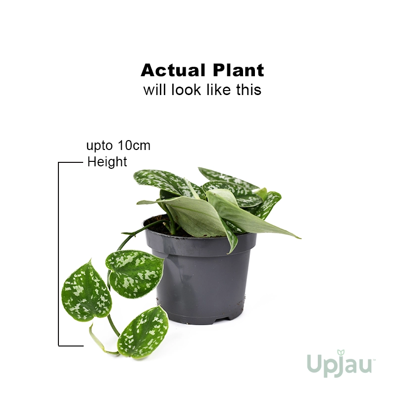 Silver Money Plant / Pothos