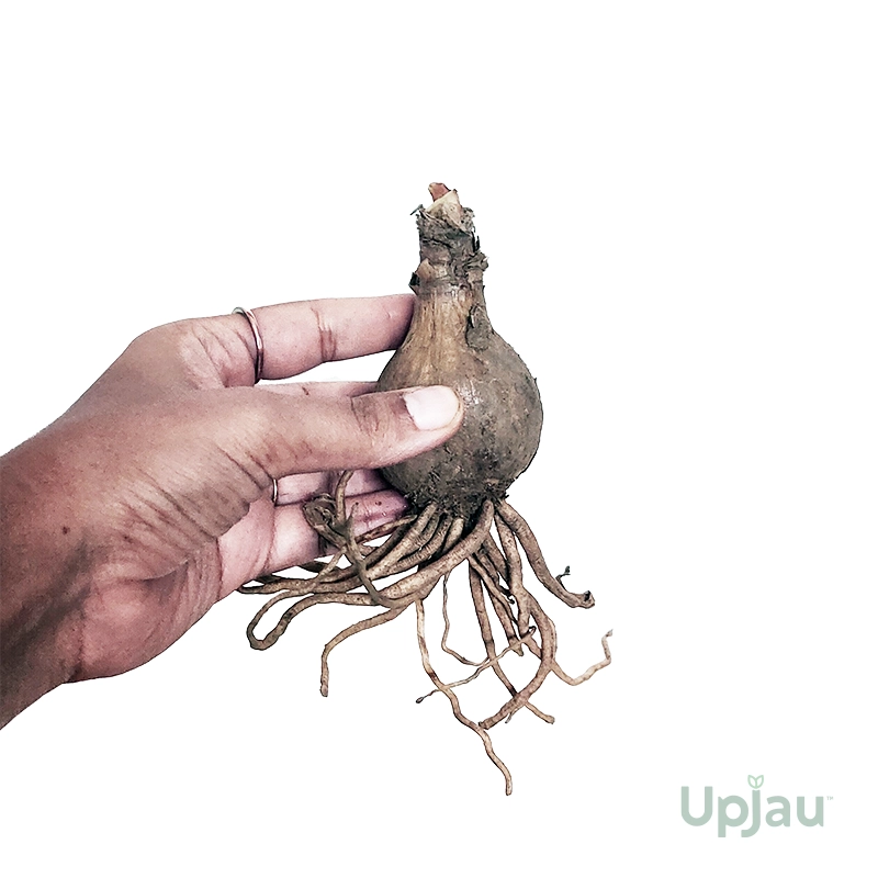 Amaryllis Belladonna Lily (Imported) - Image 3