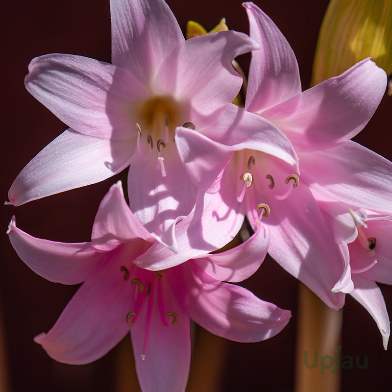 Amaryllis Belladonna Lily (Imported) - Image 2