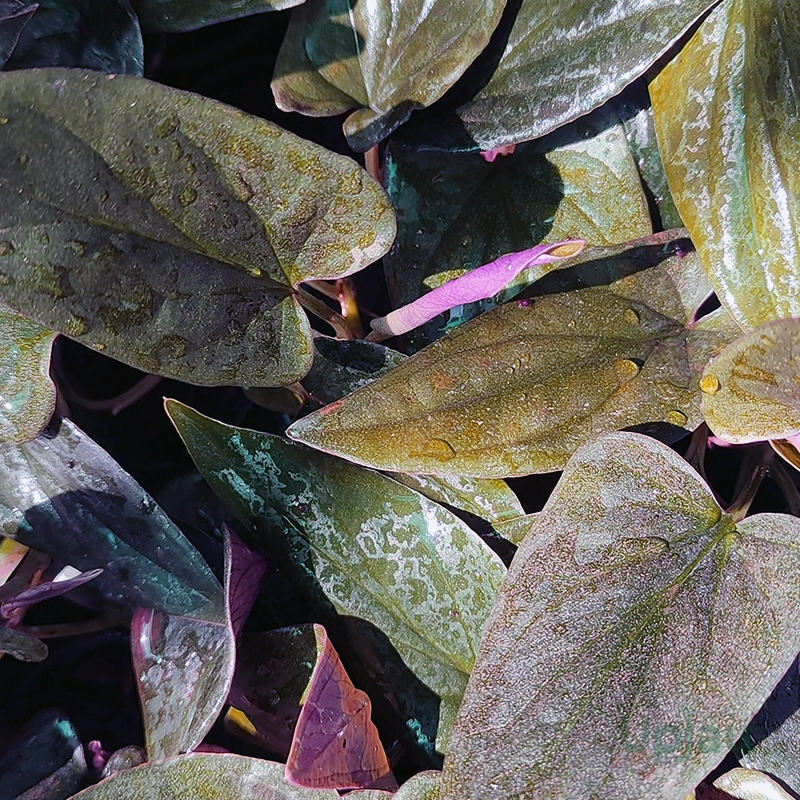 Black Money Plant / Pothos (Sapling) - Image 2