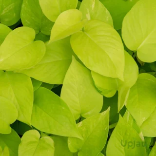 Buy Golden Money Plant / Golden Pothos (Sapling) Online In India