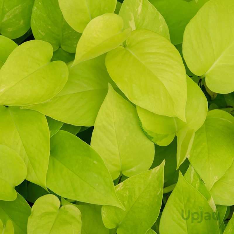Buy Golden Money Plant / Golden Pothos (Sapling) Online In India