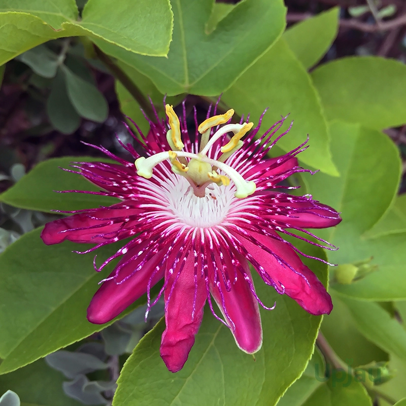 Krishna Kamal / Rakhi Bel Passion Flower Sapling - Maroon - Image 2