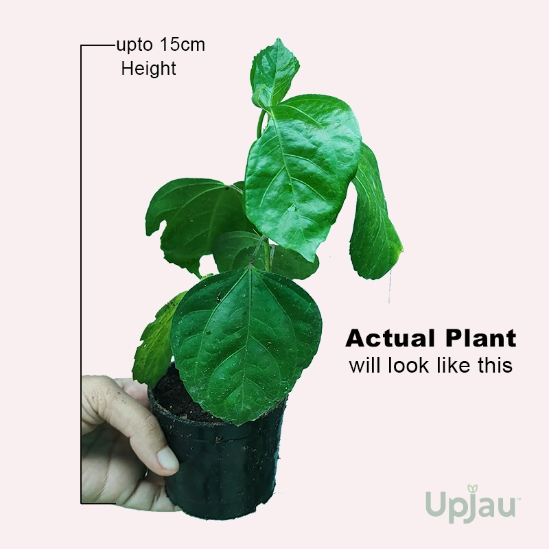 Double Petal Red Hibiscus / Red Gulhad or Gudhal Flower(Sapling) - Image 2