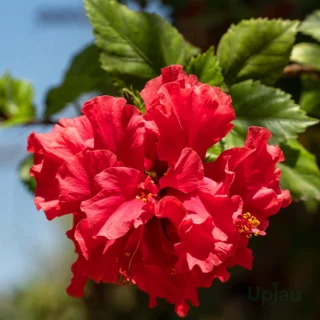 buy double petal red hibiscus flowering plant online