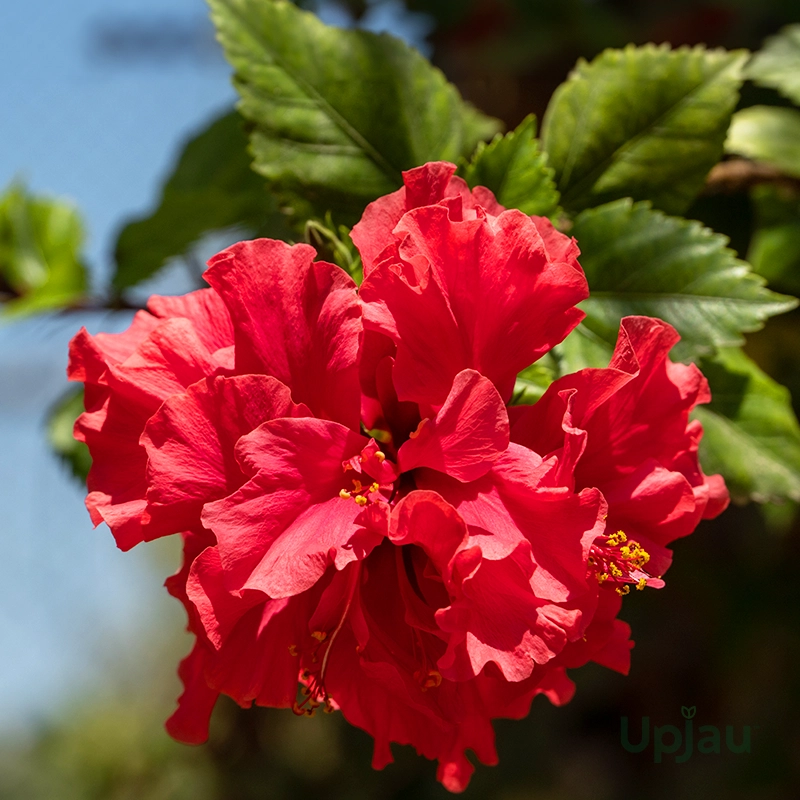 buy double petal red hibiscus flowering plant online