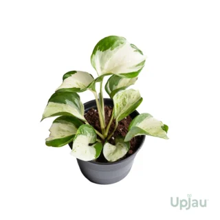 buy n joy pothos or marble prince money plant sapling online india