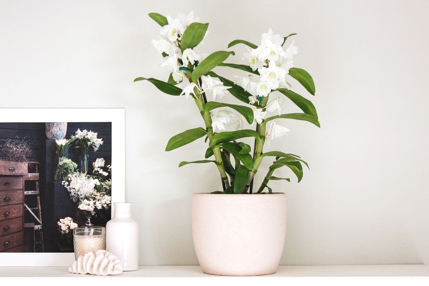 How To Grow And Care For Dendrobium Orchids: Growth & Its Varieties