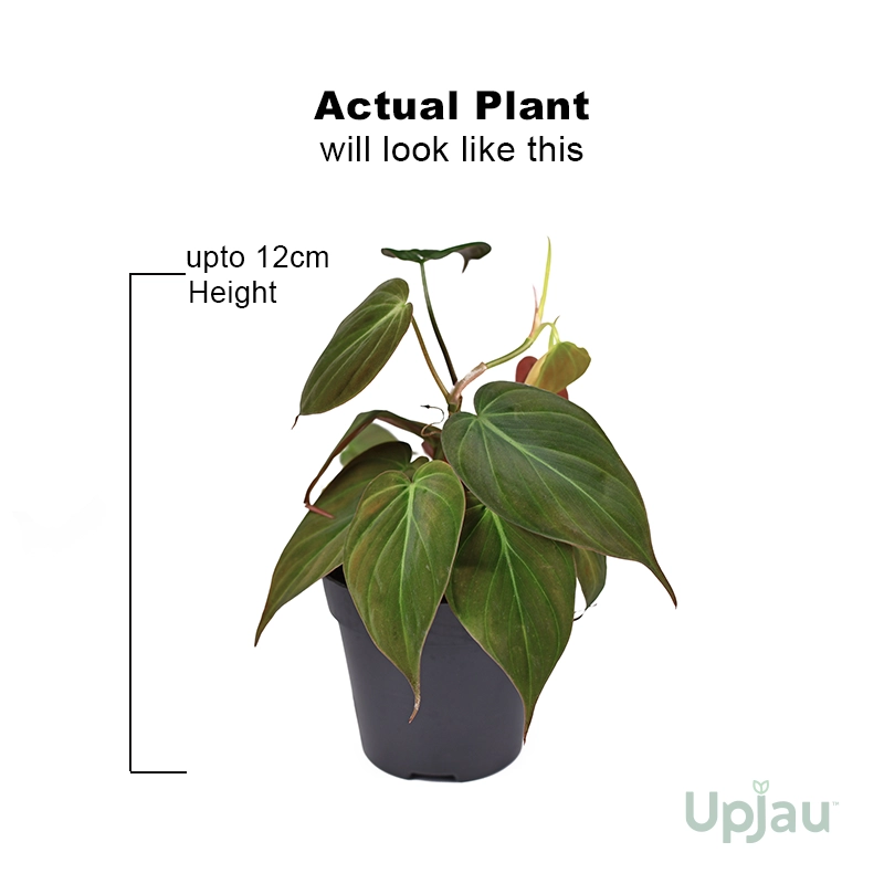 Philodendron Oxycardium Black Money Plant - Image 2