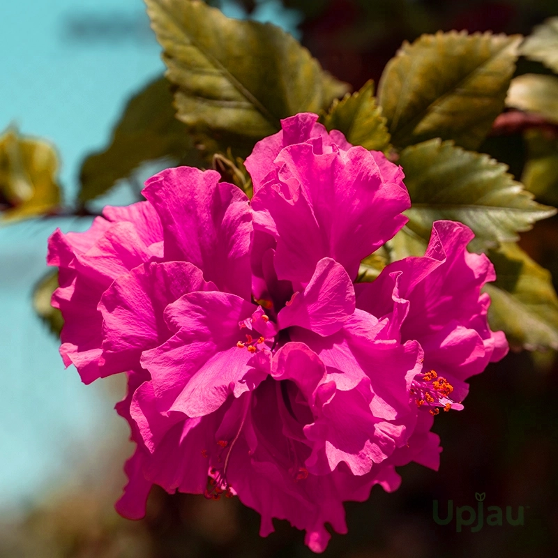 double petal pink hibiscus flowering plant