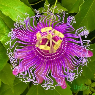 Buy Purple Passion Flower Plant (Rakhi Bel Krishna Kamal) online in India