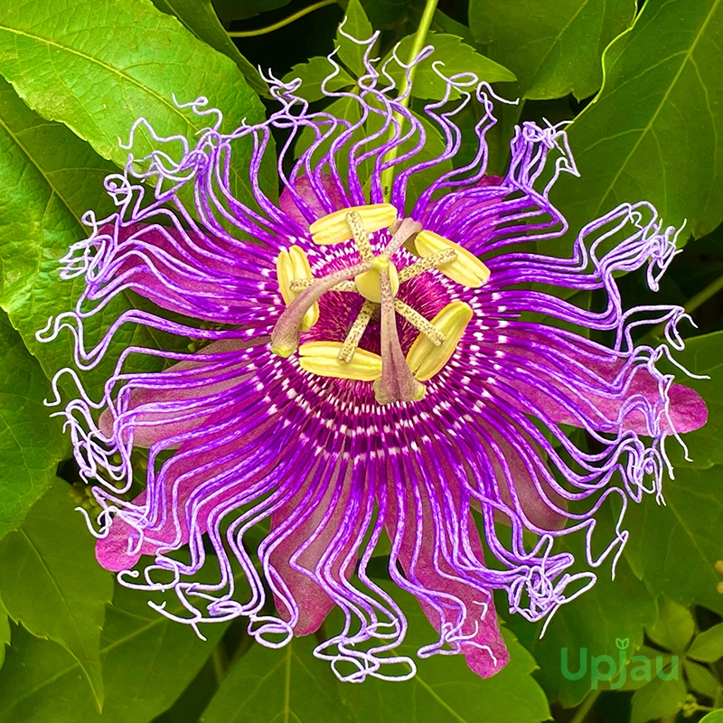 Buy Purple Passion Flower Plant (Rakhi Bel Krishna Kamal) online in India