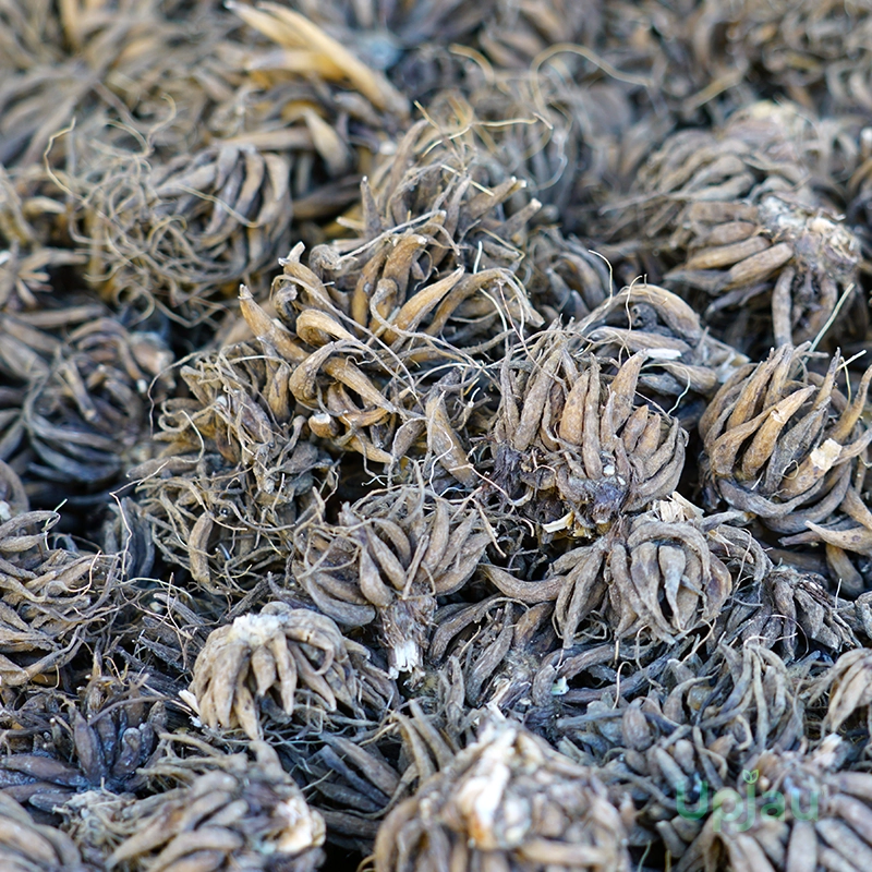 Orange Ranunculus / Buttercup Flower Bulb - Image 2