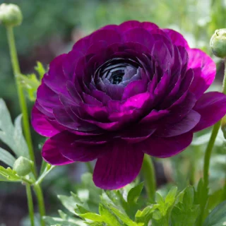 purple ranunculus flower bulbs
