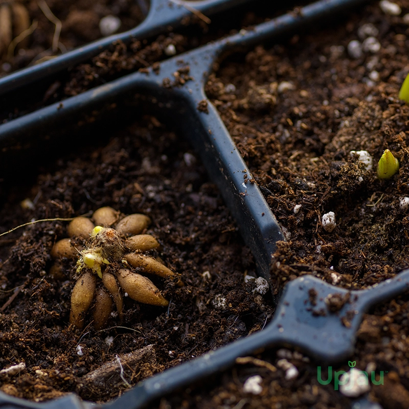 Orange Ranunculus / Buttercup Flower Bulb - Image 3