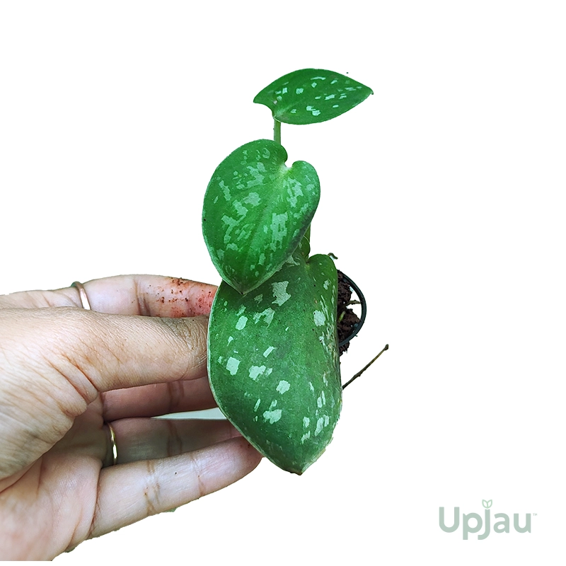 Silver Money Plant / Pothos (Sapling) - Image 2