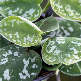 Close-up of Silver Pothos leaves showing silver variegation