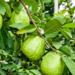 Taiwan Pink Guava Plant