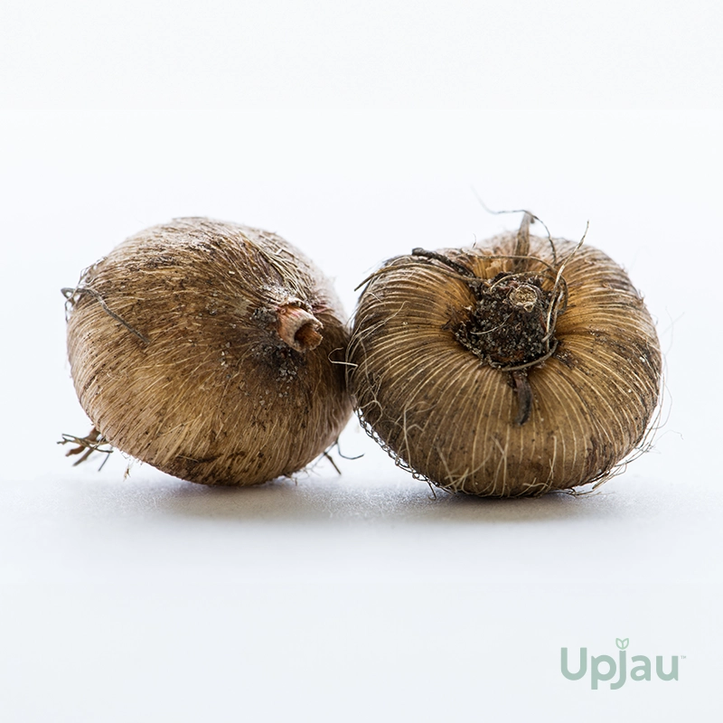 Ixia Flower Bulbs (Any Color) - Image 2