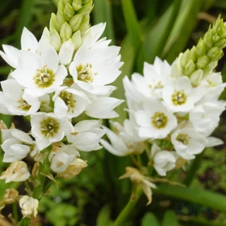 Chincherinchee flower bulbs