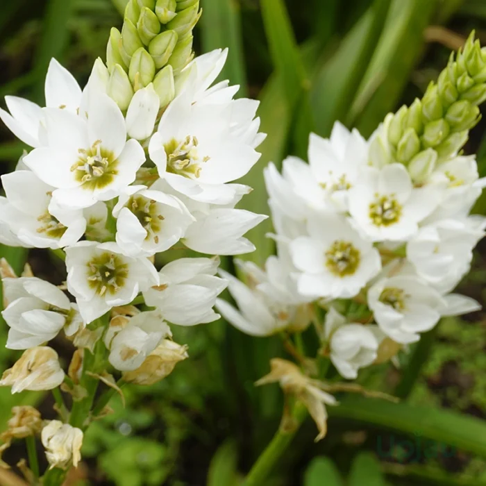 Chincherinchee flower bulbs