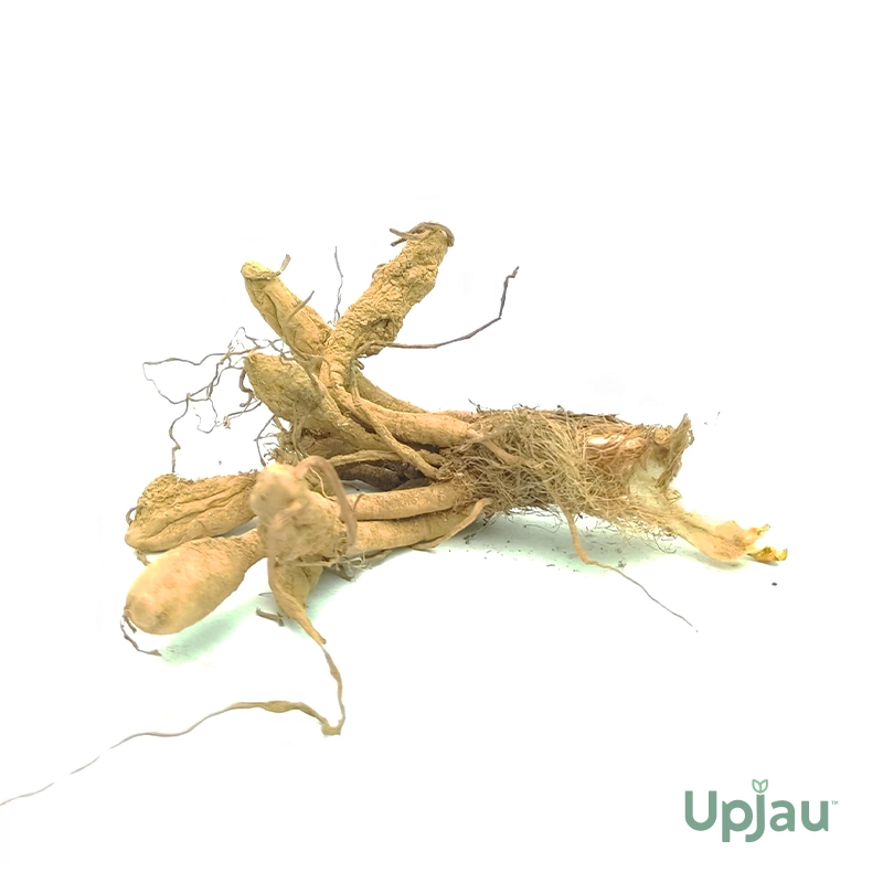 Yellow DayLily Hemerocallis Hybrid Bulbs - Image 2